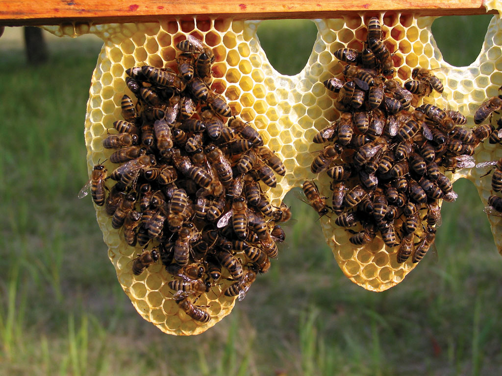8. Metody biotechniczne w zwalczaniu warrozy